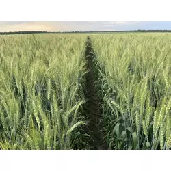 Насіння пшениці ярої МІП Візерунок, еліта