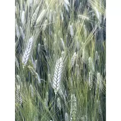 Насіння пшениці ярої твердої Деміра , еліта
