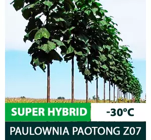 Павловнія Paotong Z07 морозостійкі саджанці для деревини