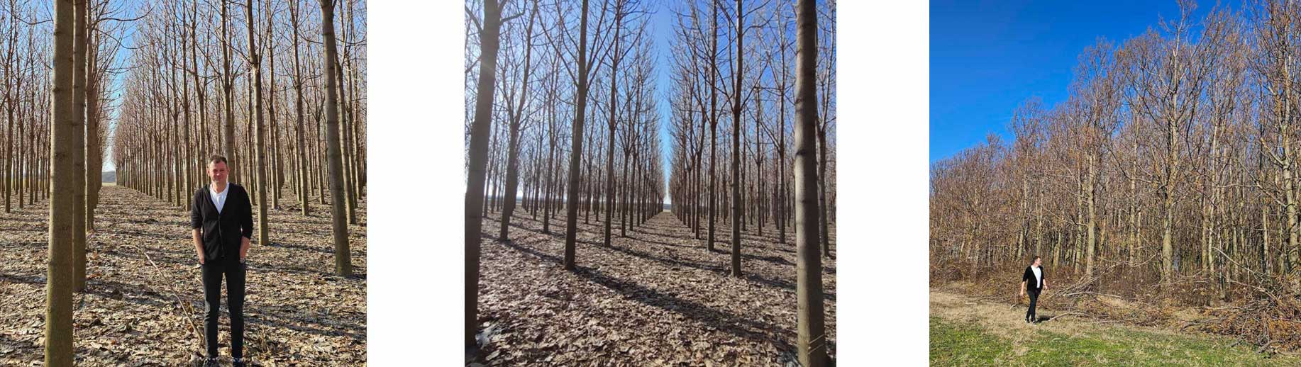 paulownia shantong plantation