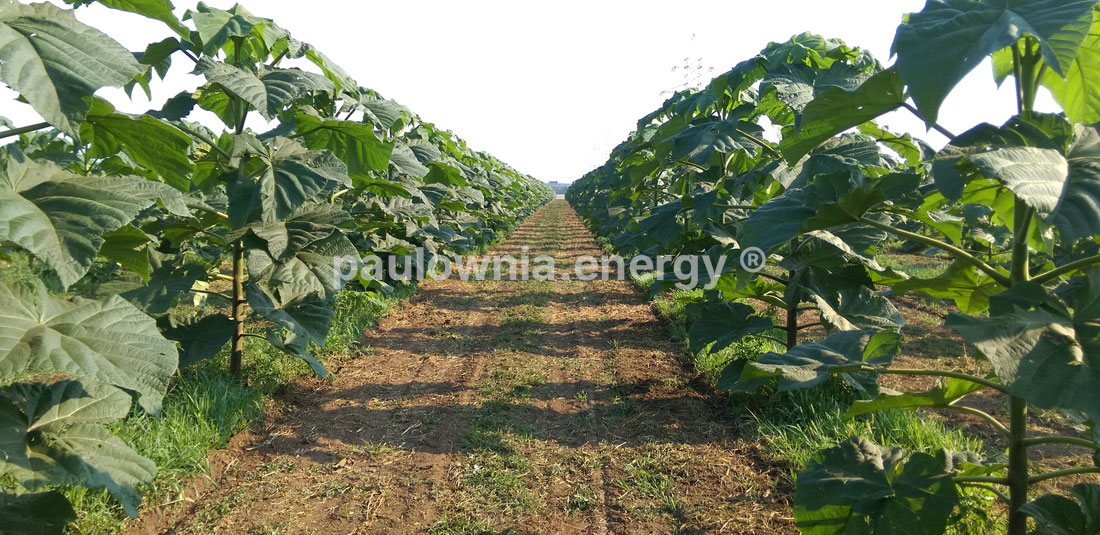 paulownia plantation