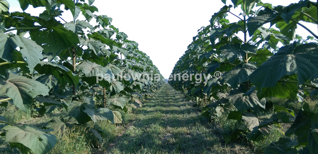 Paulownia Energy Plantation