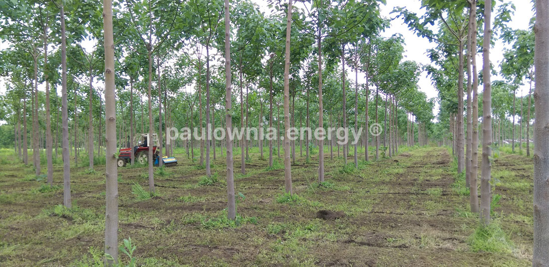 Paulownia Palntation