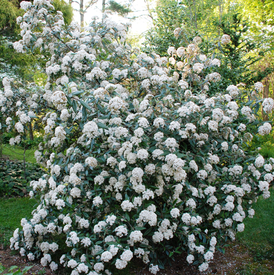 Калина празька/ Viburnum Pragense С2 купить на Агробиз, цена120 грн