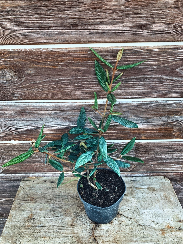 Калина празька/ Viburnum Pragense С2 купить на Агробиз, цена120 грн