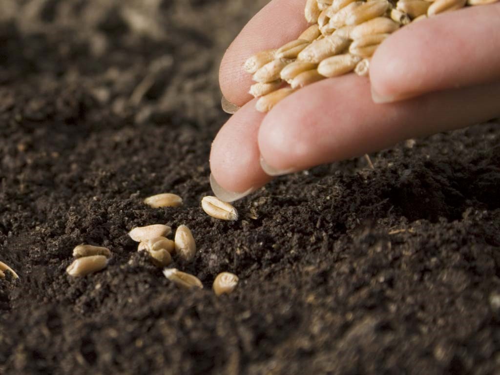 Семена канадской селекции в Украине