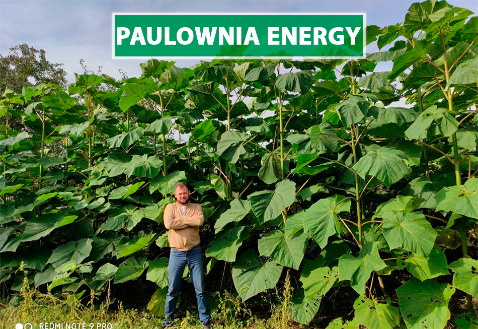 Why Paulownia growing again after cutting? - Blog of Paulownia Energy