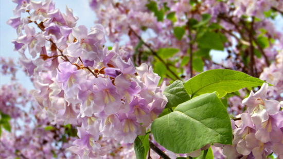 Paulownia Shan Tong
