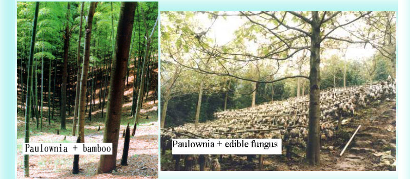 Paulownia зародилась в Китае