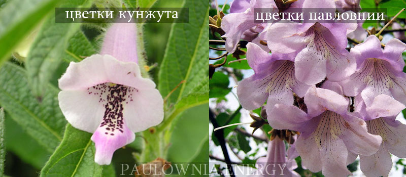 Сравнение цветка Павловнии и Кунжута