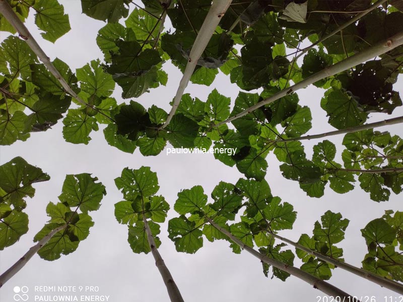 Paulownia Pao tong