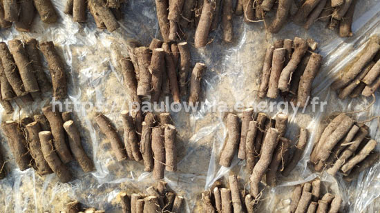 Racines Paulownia Pao Tong Z07 avant de vous les livrer