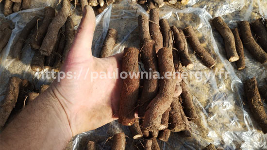 Racines Paulownia Pao Tong Z07 avant de vous les livrer