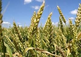 Пшеница посевная от производителя