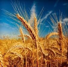 Сорти озимої пшениці