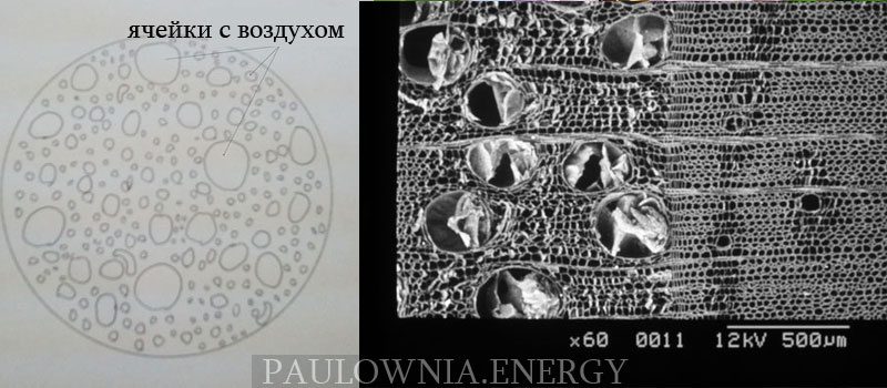 Структура древисины Павловнии под микроскопом
